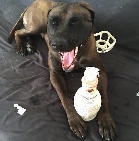 Front view of a large breed brown dog with a black muzzle laying down on a bed chewing up a plastic bottle, yawning with its eyes squinting. Its tongue is pink and its teeth are white.
